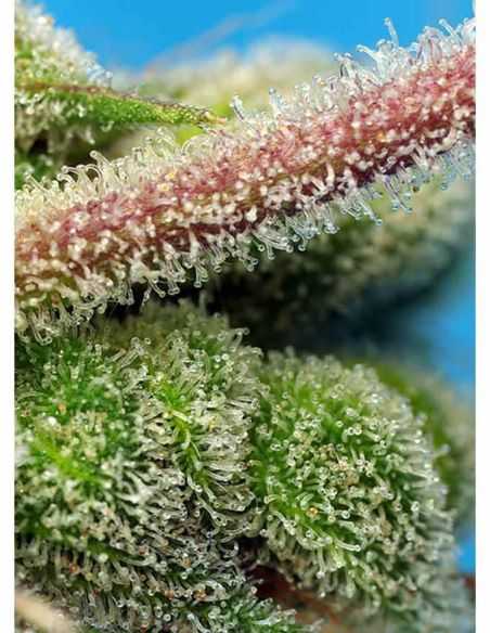 DO SWEET DOS SWEET SEEDS