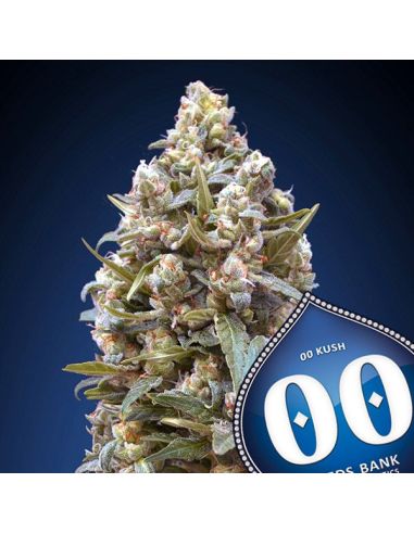 00 KUSH FEMINIZADA 00 SEEDS