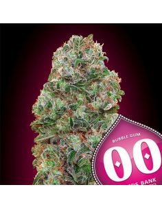 BUBBLE GUM 00 SEEDS