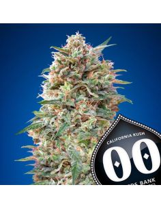 CALIFORNIA KUSH 00 SEEDS