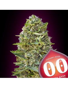CARAMEL KUSH 00 00 SEEDS