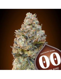 CHOCOLATE SKUNK 00 SEEDS