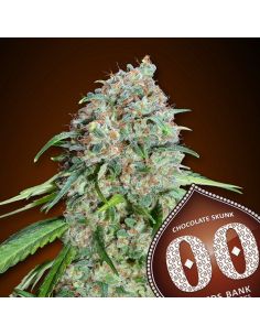 CHOCOLATE SKUNK CBD 00 SEEDS