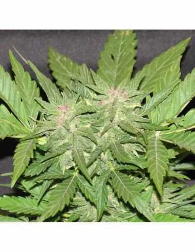 COTTON CANDY KUSH DELICIOUS SEEDS