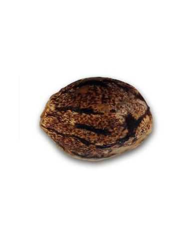 COTTON CANDY KUSH DELICIOUS SEEDS