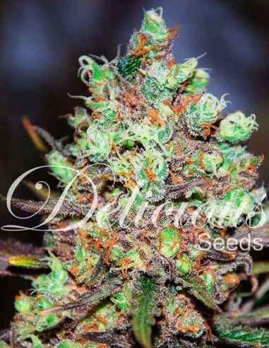 COTTON CANDY KUSH DELICIOUS SEEDS