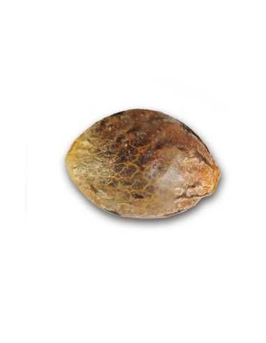 SUGAR BLACK ROSE DELICIOUS DELICIOUS SEEDS