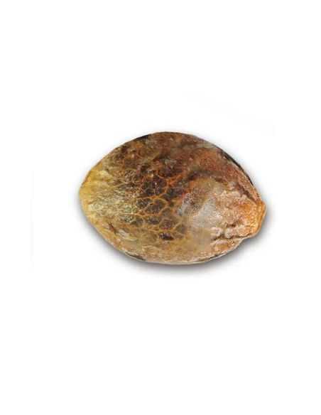 SUGAR BLACK ROSE DELICIOUS DELICIOUS SEEDS SUGAR BLACK ROSE DELICIOUS DELICIOUS SEEDS