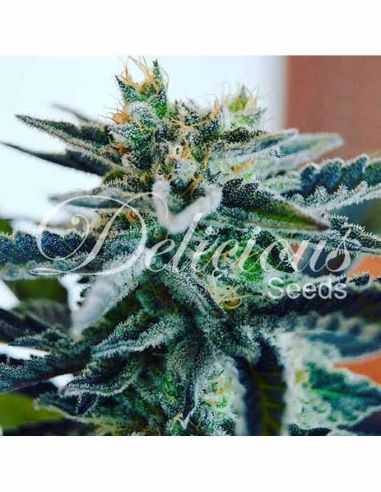 SUGAR BLACK ROSE DELICIOUS DELICIOUS SEEDS