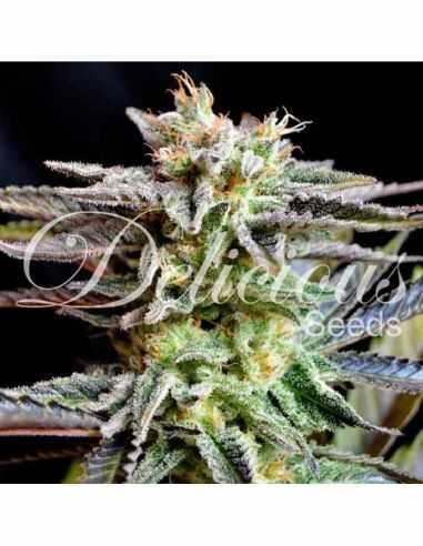 SUGAR BLACK ROSE DELICIOUS DELICIOUS SEEDS