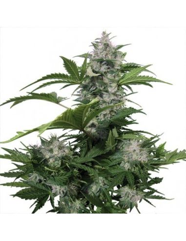 WHITE DWARF AUTO BUDDHA SEEDS