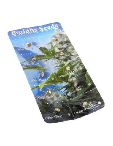 WHITE DWARF AUTO BUDDHA SEEDS