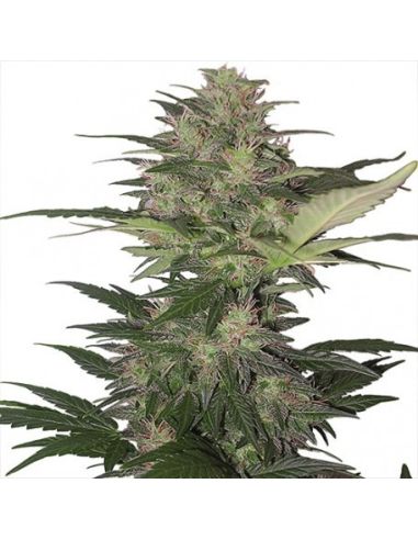 RED DWARF AUTO BUDDHA BUDDHA SEEDS