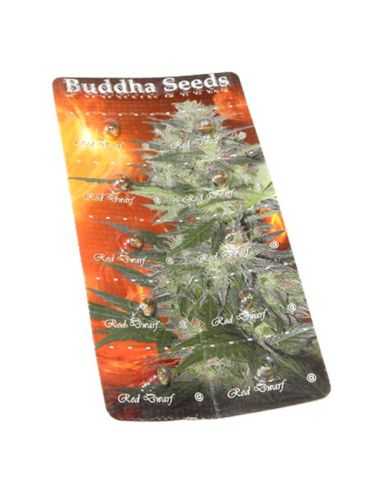RED DWARF AUTO BUDDHA BUDDHA SEEDS