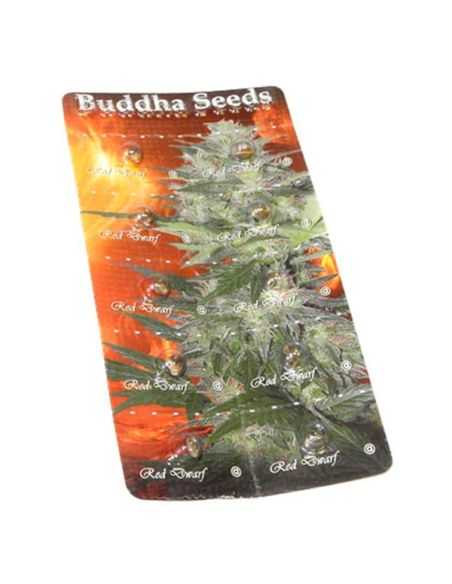 RED DWARF AUTO BUDDHA BUDDHA SEEDS