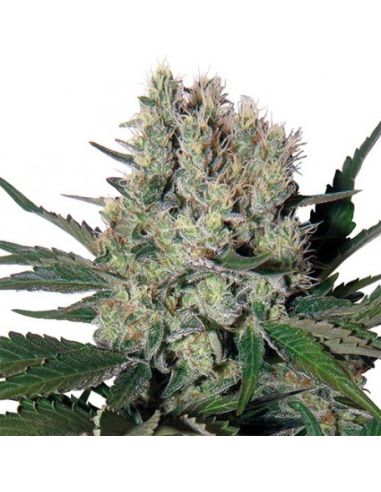 SYRUP AUTO BUDDHA BUDDHA SEEDS