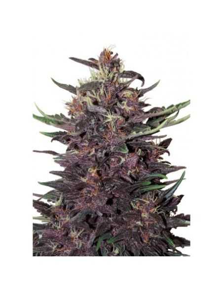 PURPLE KUSH AUTO BUDDHA BUDDHA SEEDS