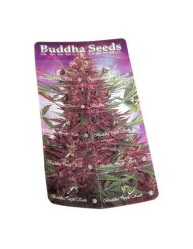 PURPLE KUSH AUTO BUDDHA BUDDHA SEEDS