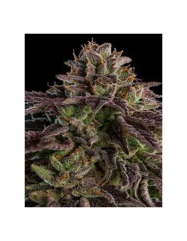 K-MINTZ RIPPER SEEDS RIPPER SEEDS