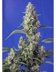 GORILLA GIRL XL AUTO SWEED SEEDS SWEET SEEDS