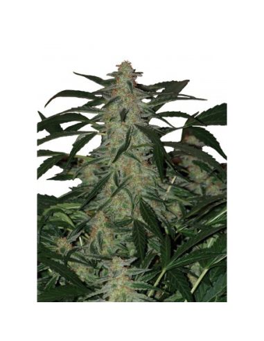 DEIMOS AUTO BUDDHA BUDDHA SEEDS