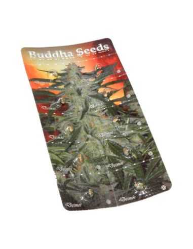 DEIMOS AUTO BUDDHA BUDDHA SEEDS