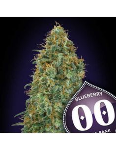 00 BLUEBERRY FEMINIZADAS 00 SEEDS