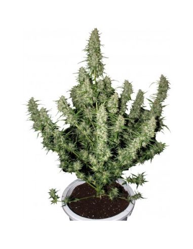 MAGNUM AUTO BUDDHA BUDDHA SEEDS