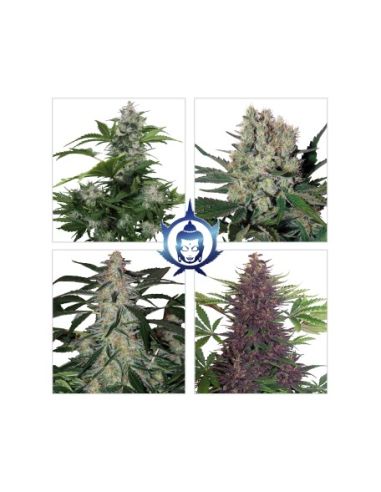 ASSORTED AUTO BUDDHA BUDDHA SEEDS