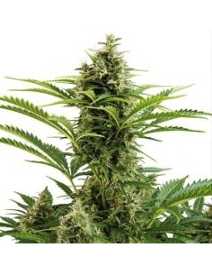 VESTA AUTO BUDDHA BUDDHA SEEDS