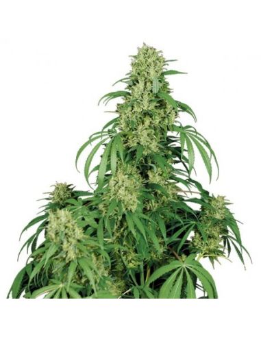 CALAMITY JANE AUTO BUDDHA SEEDS