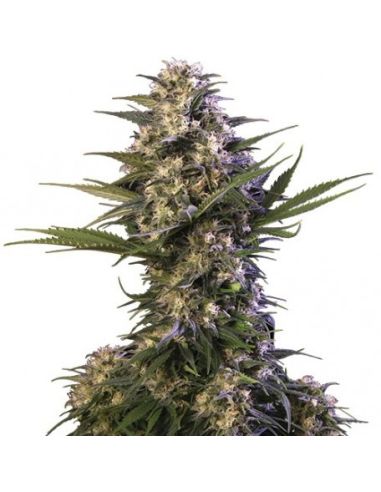 KRAKEN BUDDHA BUDDHA SEEDS