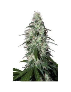 PULSAR BUDDHA BUDDHA SEEDS