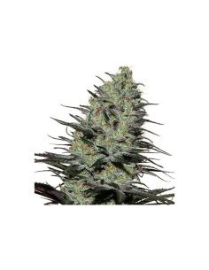 MORPHEUS BUDDHA SEEDS BUDDHA SEEDS