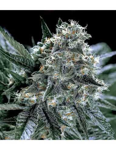 BLUBONIK GENEHTIK GENEHTIK