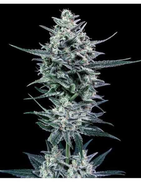 BLUBONIK GENEHTIK GENEHTIK