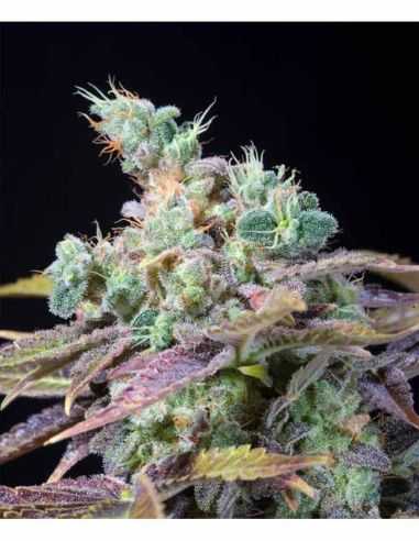 TXOMANGO GENEHTIK GENEHTIK