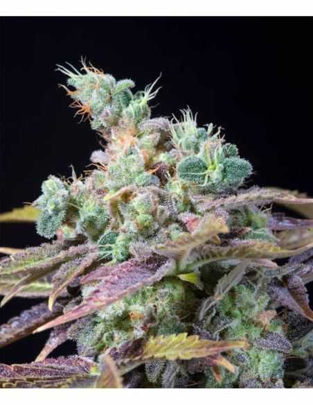 TXOMANGO GENEHTIK GENEHTIK