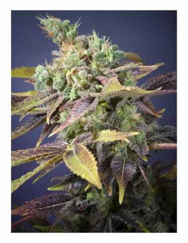 TXOMANGO GENEHTIK GENEHTIK