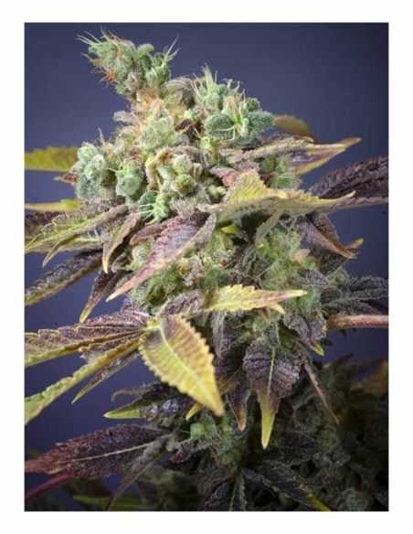 TXOMANGO GENEHTIK GENEHTIK