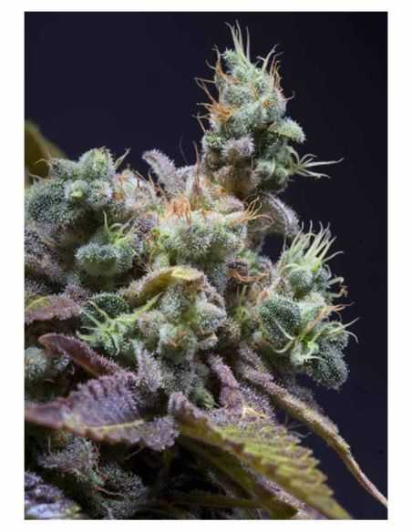 TXOMANGO GENEHTIK GENEHTIK