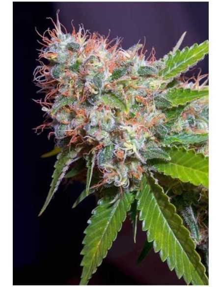 ZURI WIDOW GENEHTIK GENEHTIK