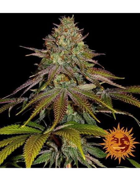 WEDDING CAKE BARNEY'S FARM