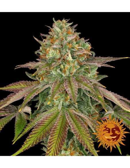 WEDDING CAKE BARNEY'S FARM