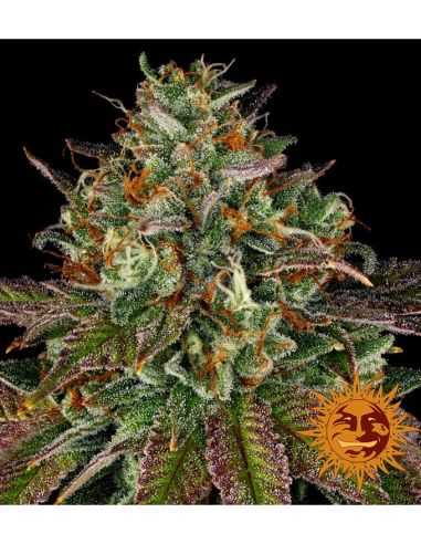 WEDDING CAKE BARNEY'S FARM