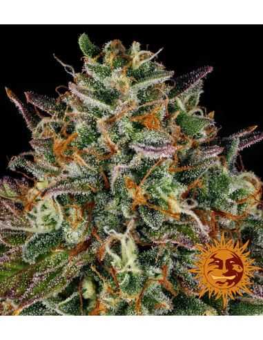 WEDDING CAKE BARNEY'S FARM