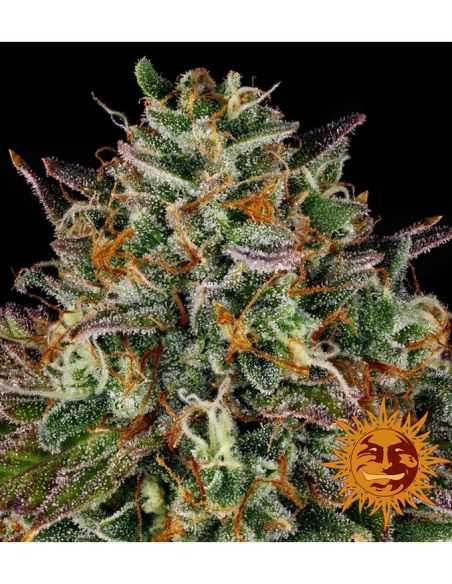 WEDDING CAKE BARNEY'S FARM