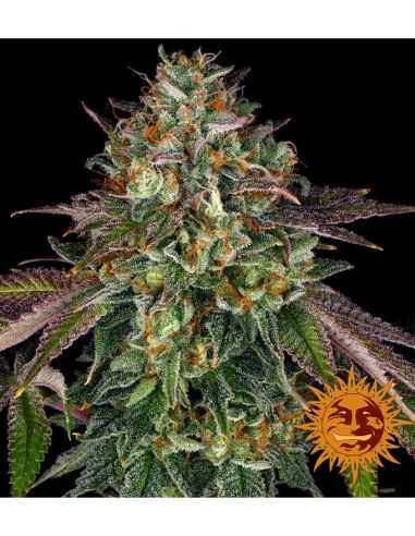 WEDDING CAKE BARNEY'S FARM