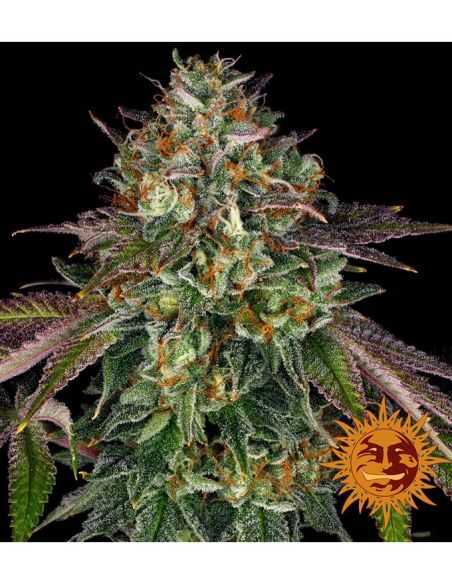 WEDDING CAKE BARNEY'S FARM