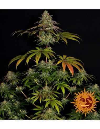 WEDDING CAKE BARNEY'S FARM